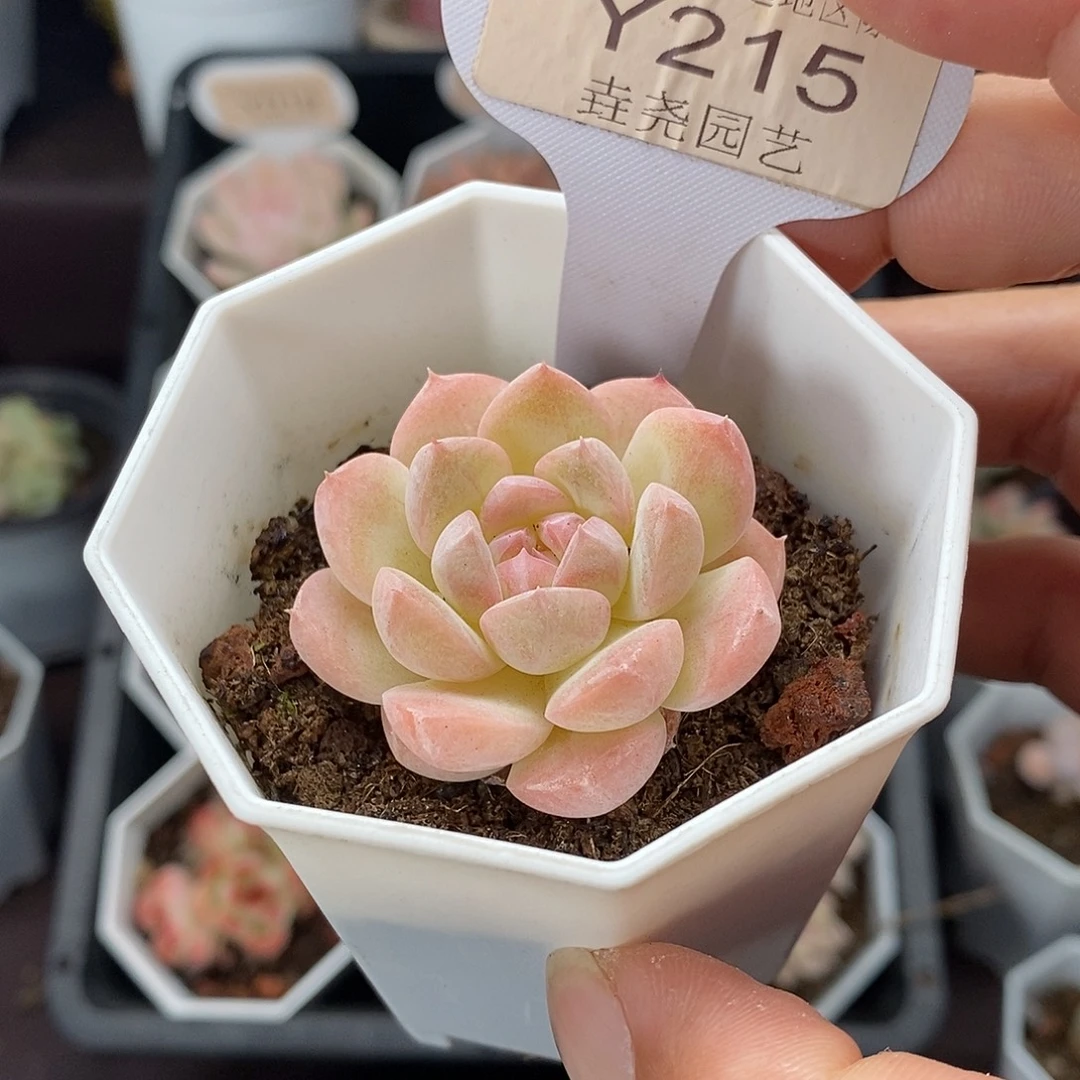 0215 白桃汽水 4cm