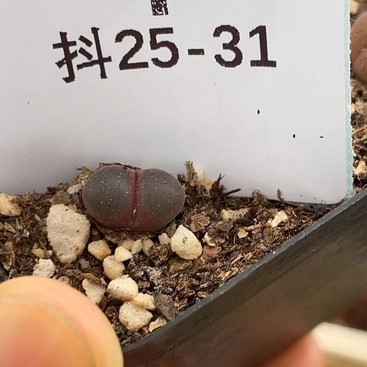25-31风铃多肉植物