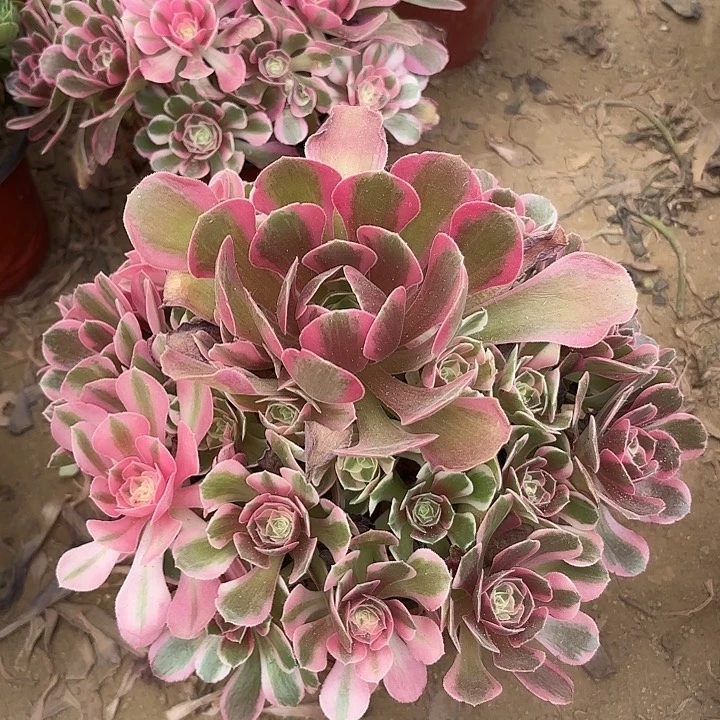 多肉植物法师香妃16