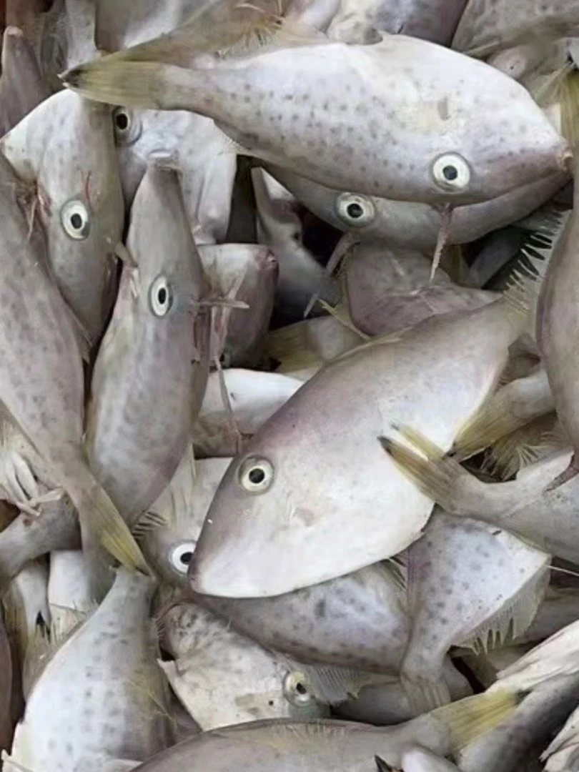 【今日福利】惠来县 神泉港 特仔鱼5斤（广东包邮）