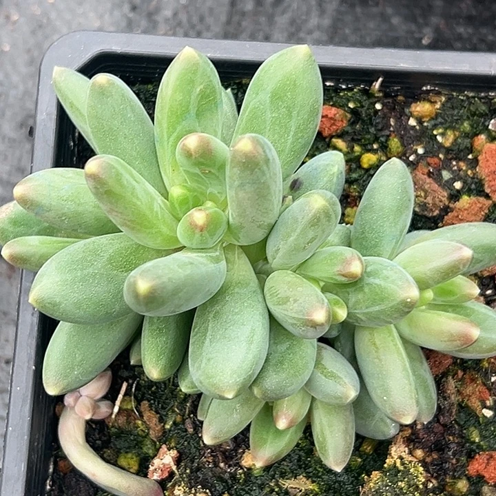 美人特价一物一拍特价