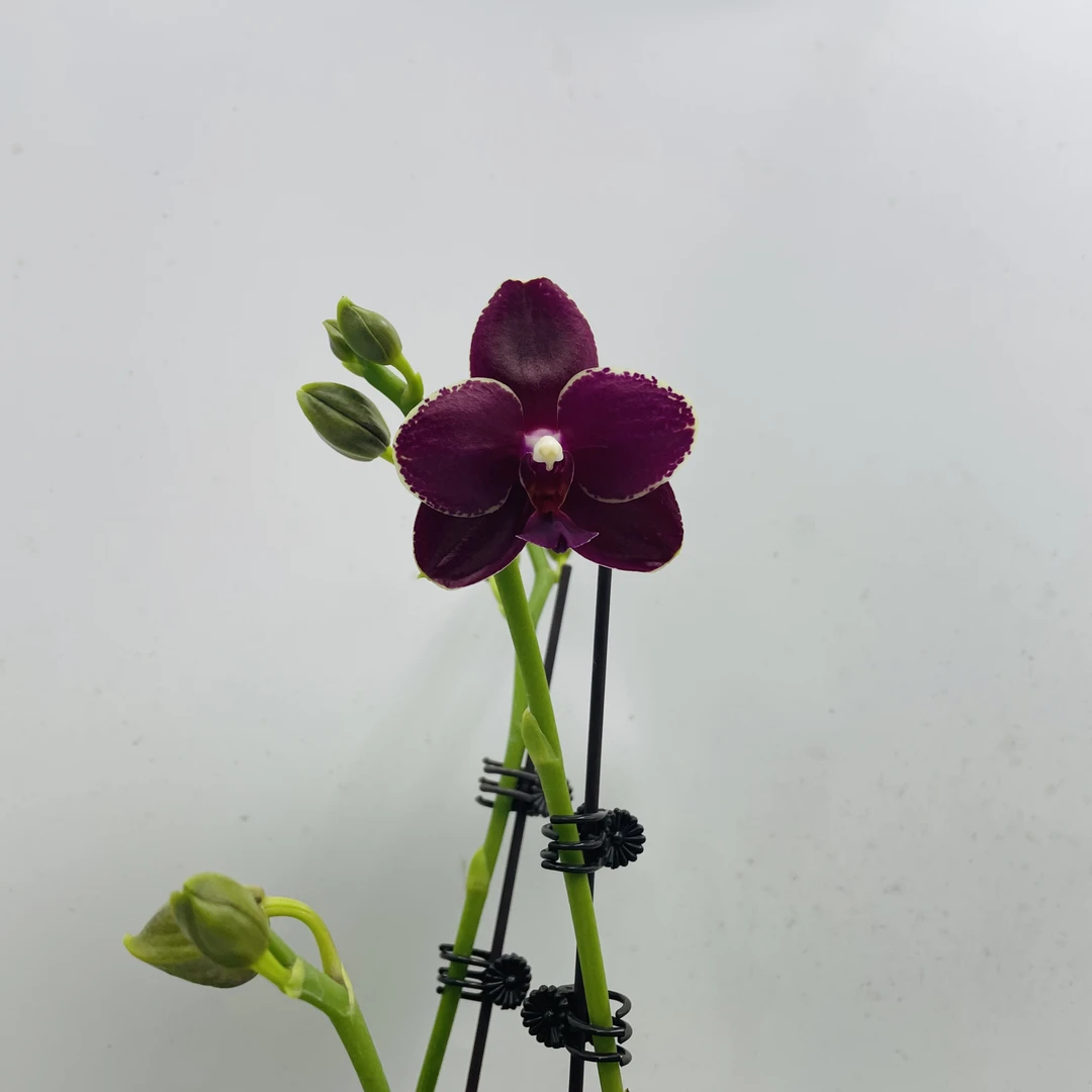 【蕊纳斯1671】蝴蝶兰室内鲜花迷你小型桌宠花