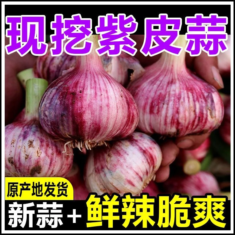 新蒜现挖2025紫皮多瓣蒜大蒜鲜蒜红皮鲜大蒜湿蒜1/2/3/5斤包邮