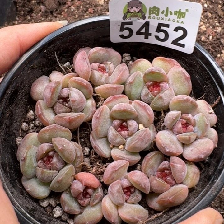 完全开放多肉植物多肉植物