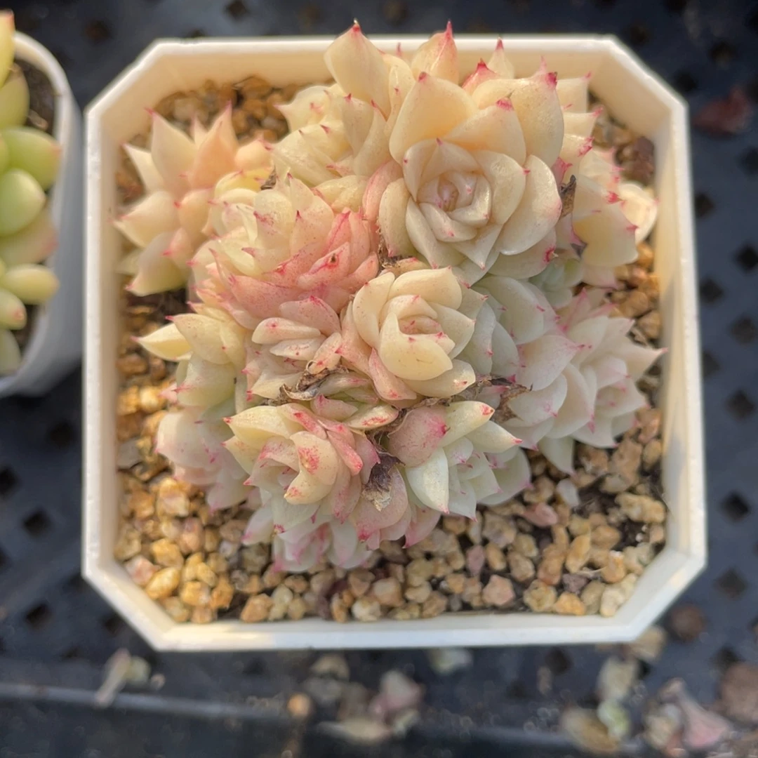 优选玉蝶麦杆多肉1898