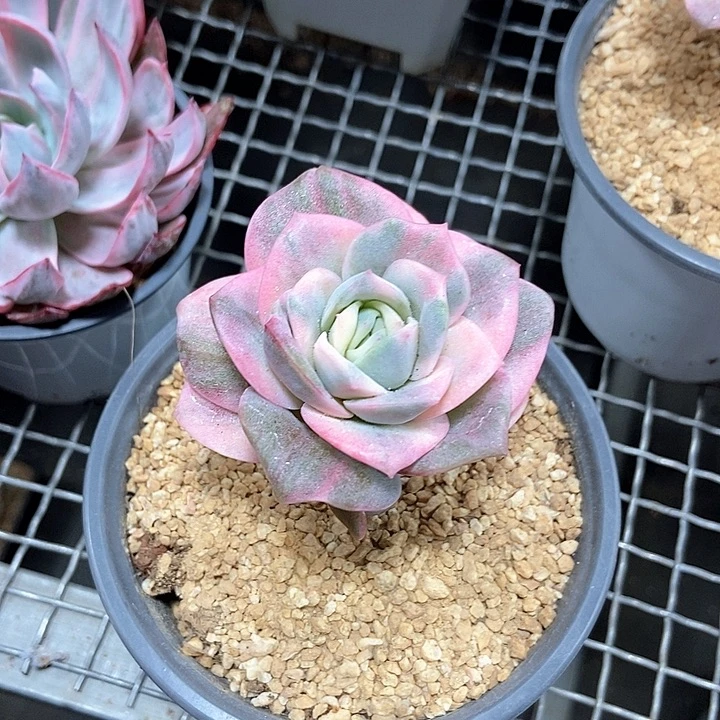 鸑***)可爱玫瑰彩锦多肉植物