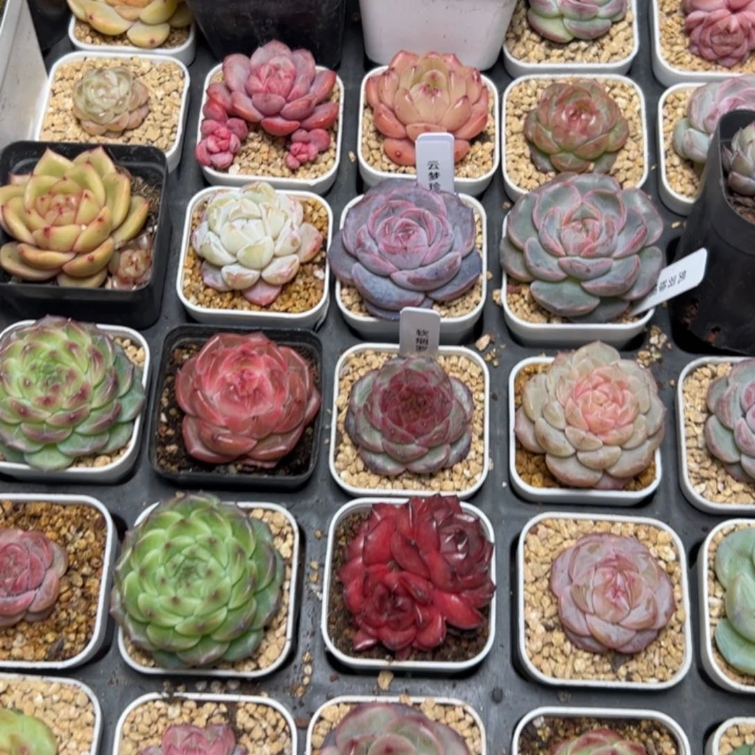 j*n多肉植物组合盆栽