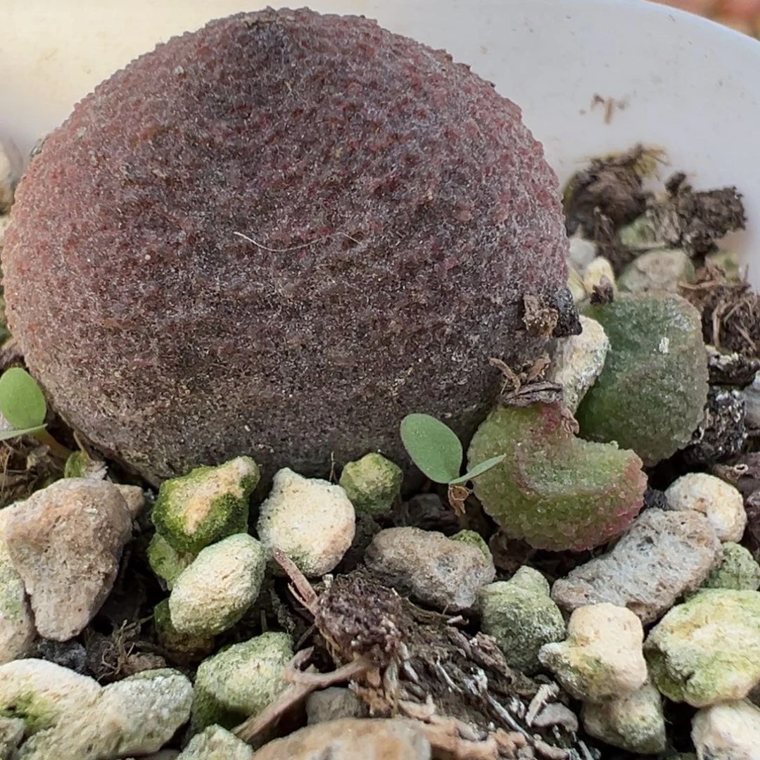 水蜜桃大苗多肉植物水泡