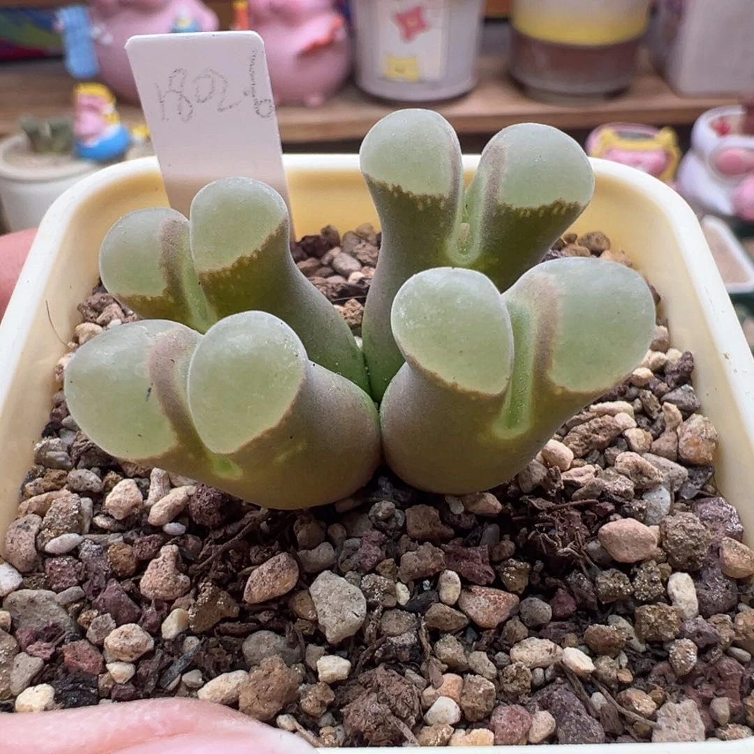 93。1802.6六年半母本