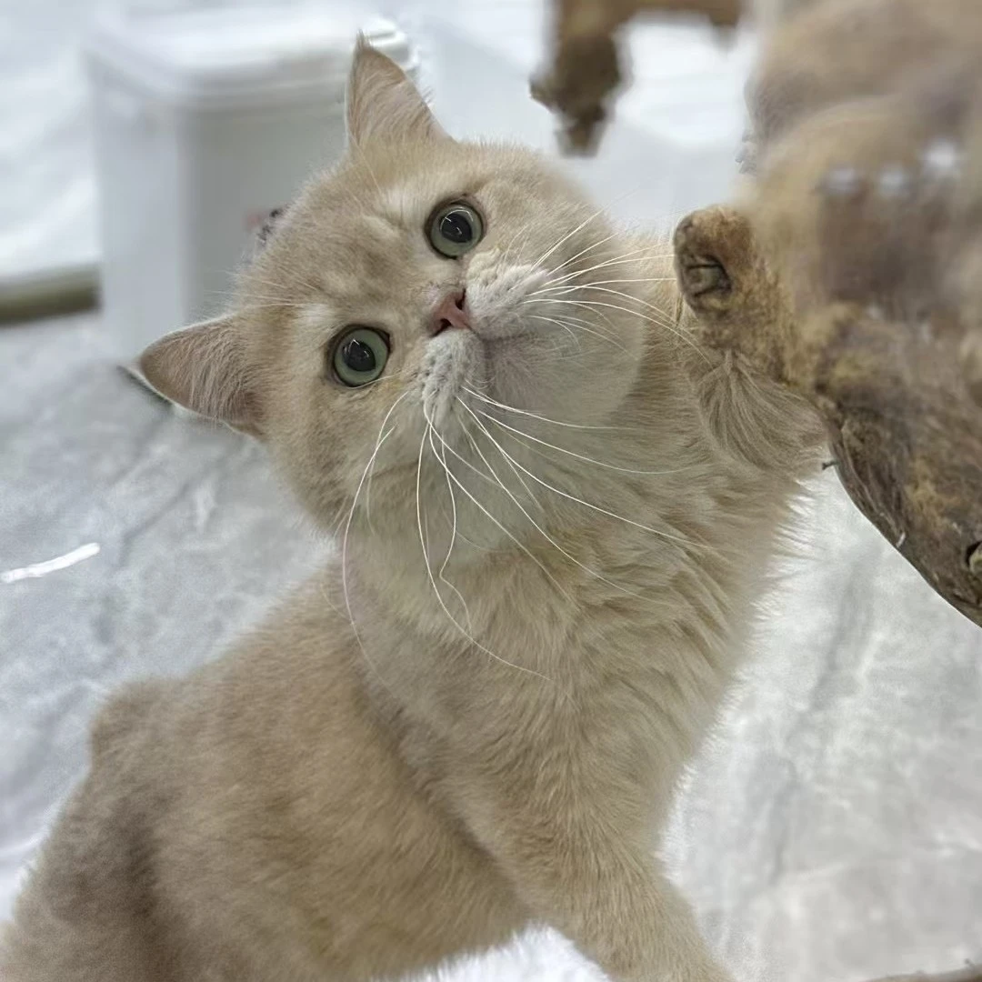 艾萌宠物紫金弟弟将军