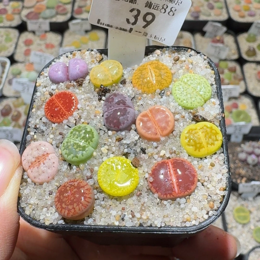 Sss精品清仓价39推荐