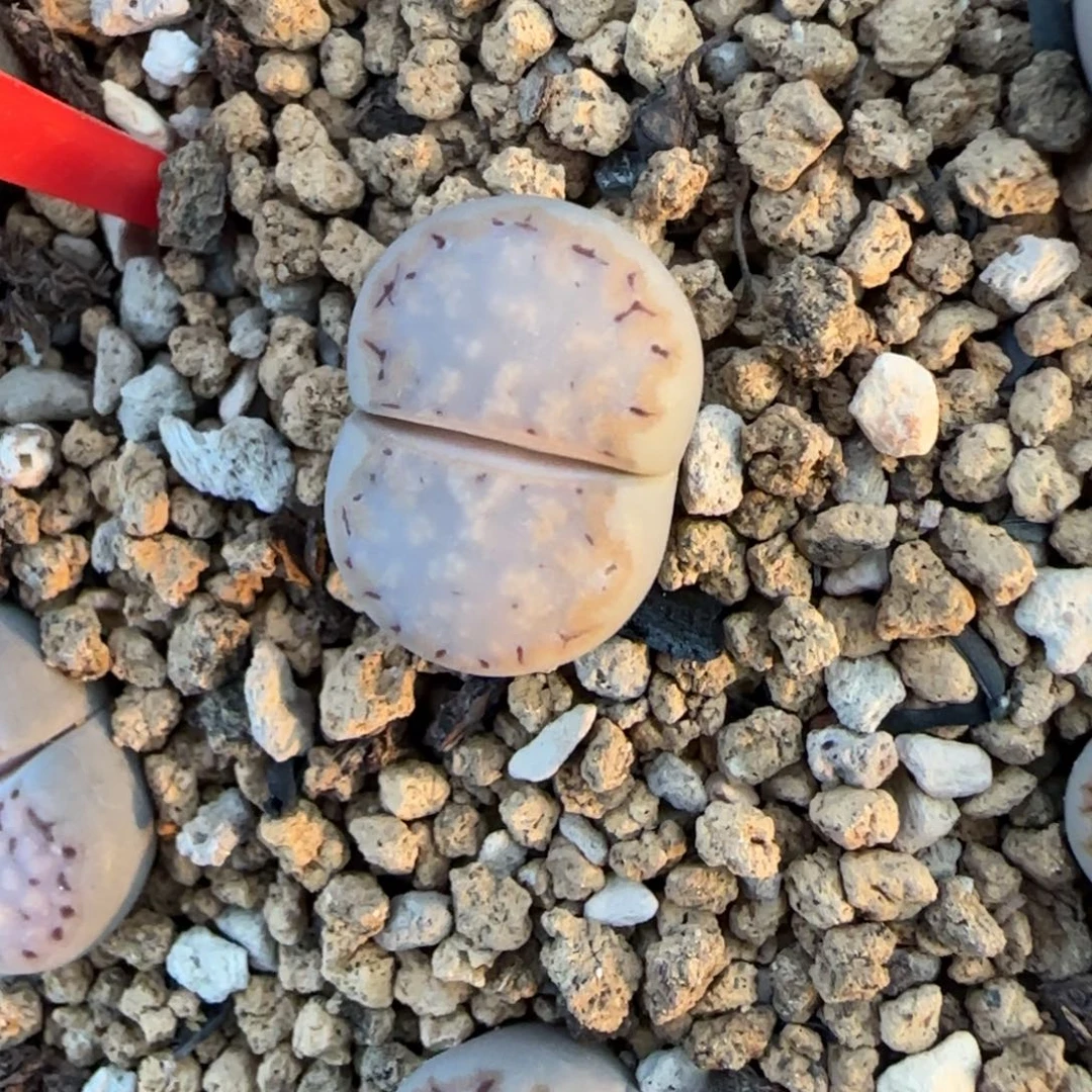 26金边饼干可挑30包邮