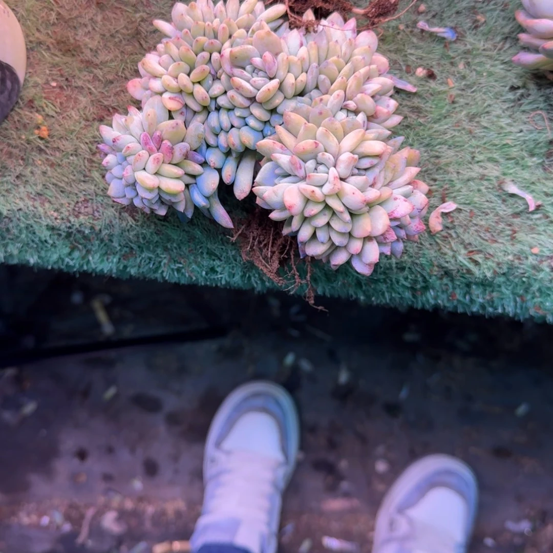 卡*西星影树缀无砍多肉