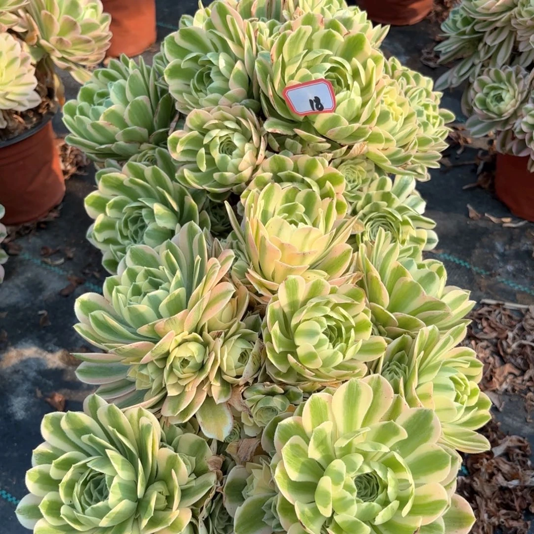 无花朵花18迈巴赫2颗朵朵多肉植物