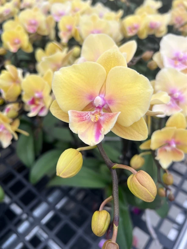 富豪优选（大吉大利02）蝴蝶兰花期长好养护