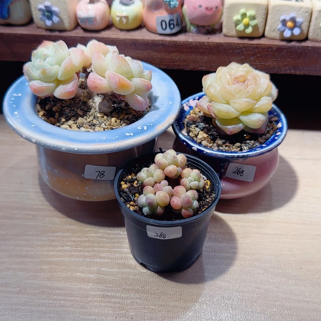 主***人T冰玉*2+丸叶彩虹盆口4cm
