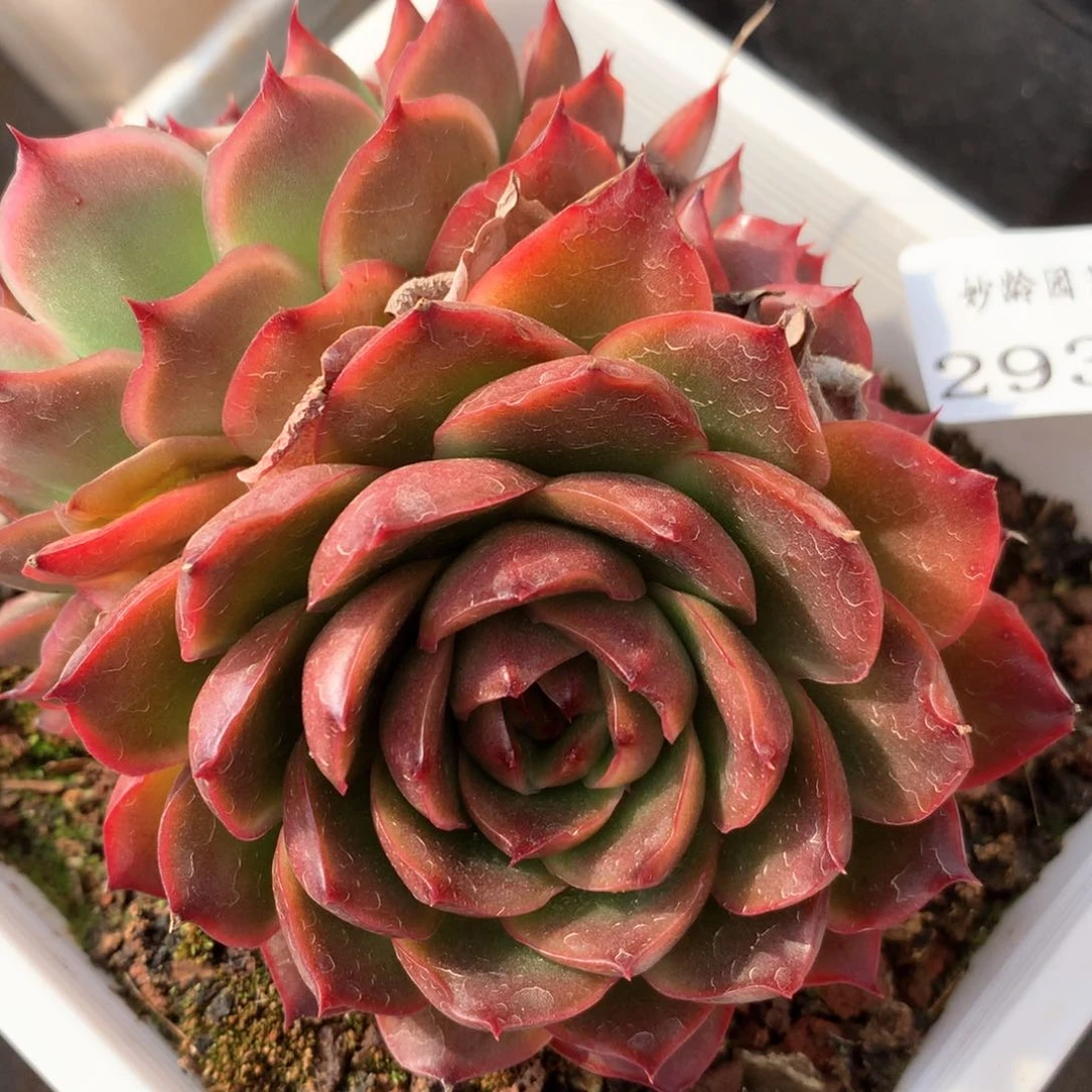 2937杂交多肉植物