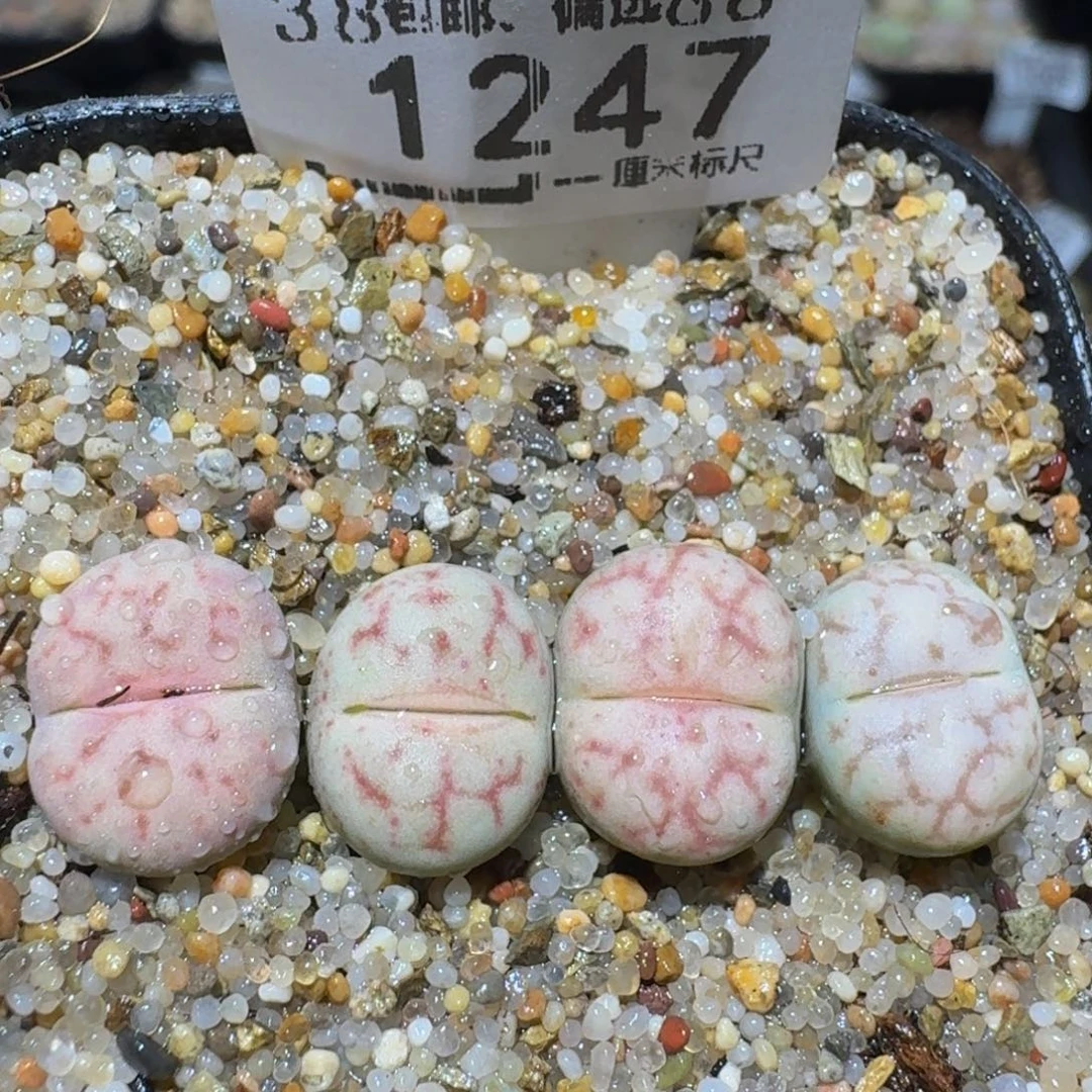 zzzx精品生石花1247女娲石