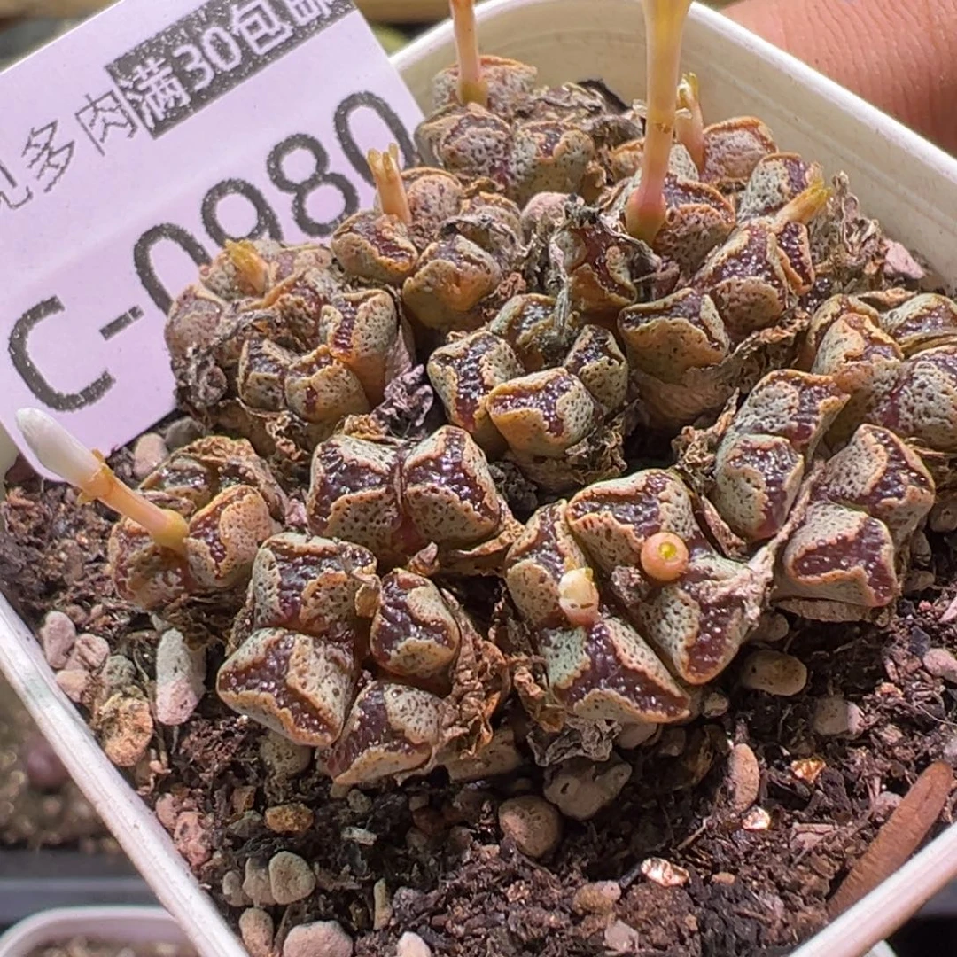 多肉植物11111111111