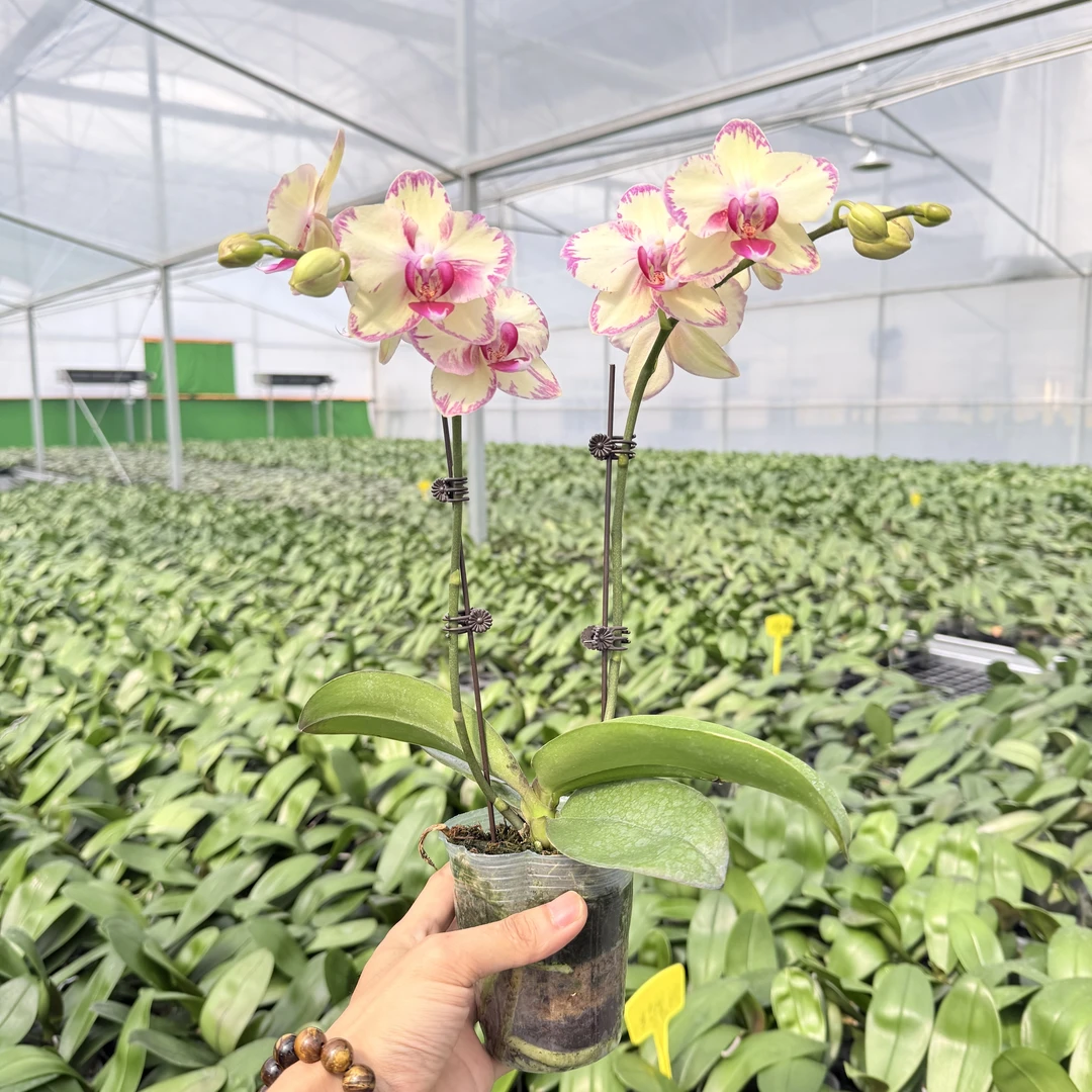 蝴蝶兰《绿闪电》精品蝴蝶兰带花带花苞适合及茶桌