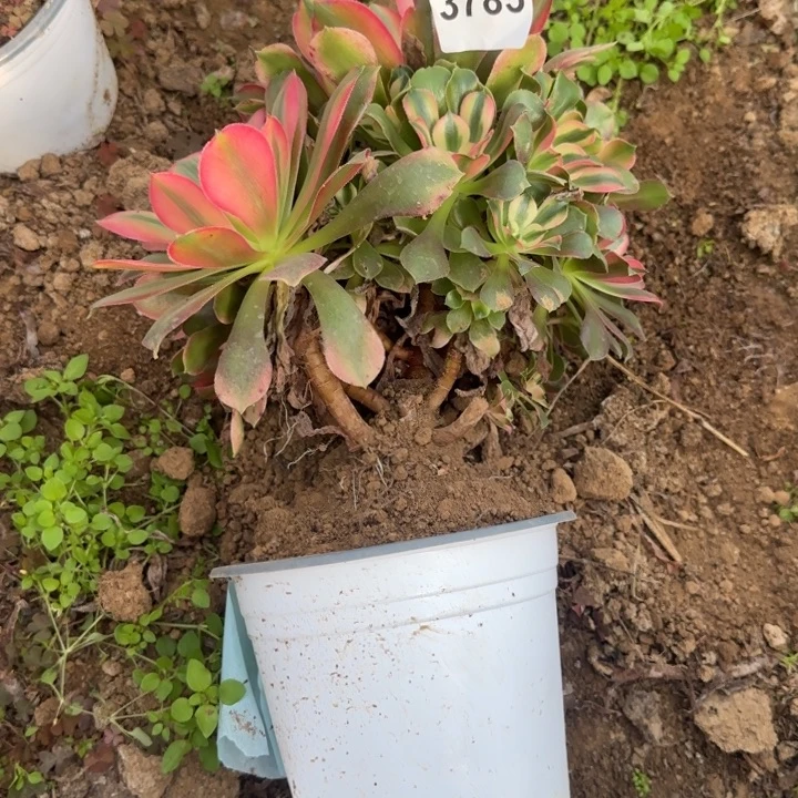 3785 清棚处理不包断货