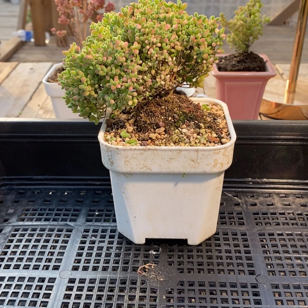 枝干番杏多肉植物093