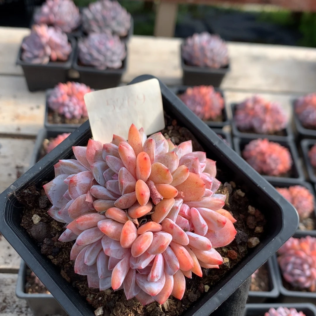 9.2厘米七头有砍溏心雪天使 5269