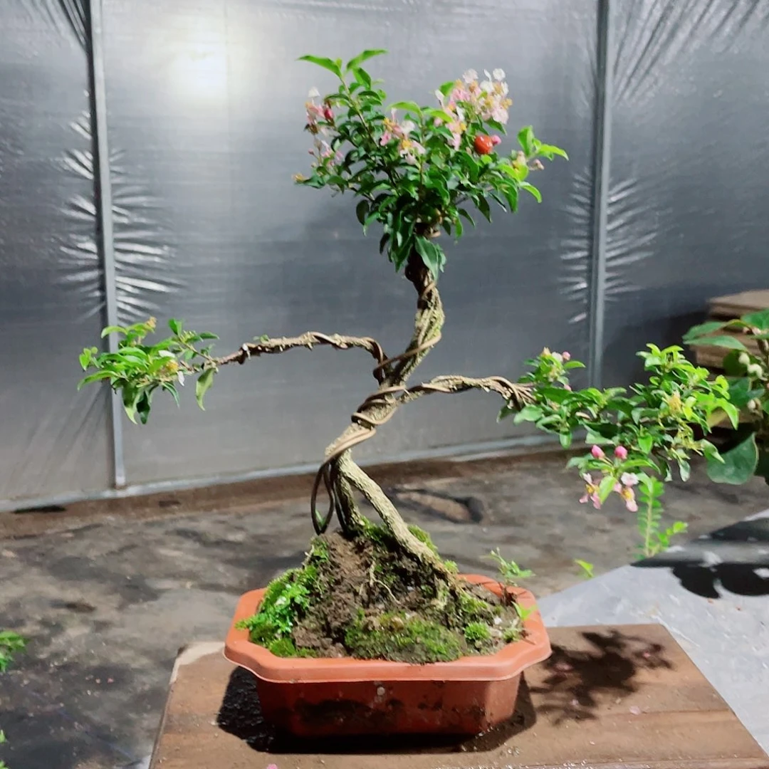 大部分花苞少量开放造型樱花盆景,按图发