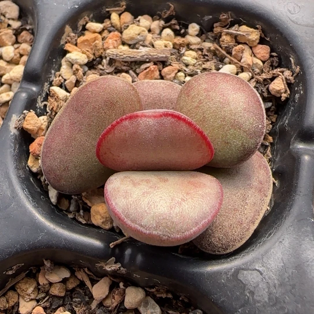 紫蛋水泡多肉植物