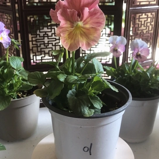 大部分花苞少量开放01号角堇花一物一拍