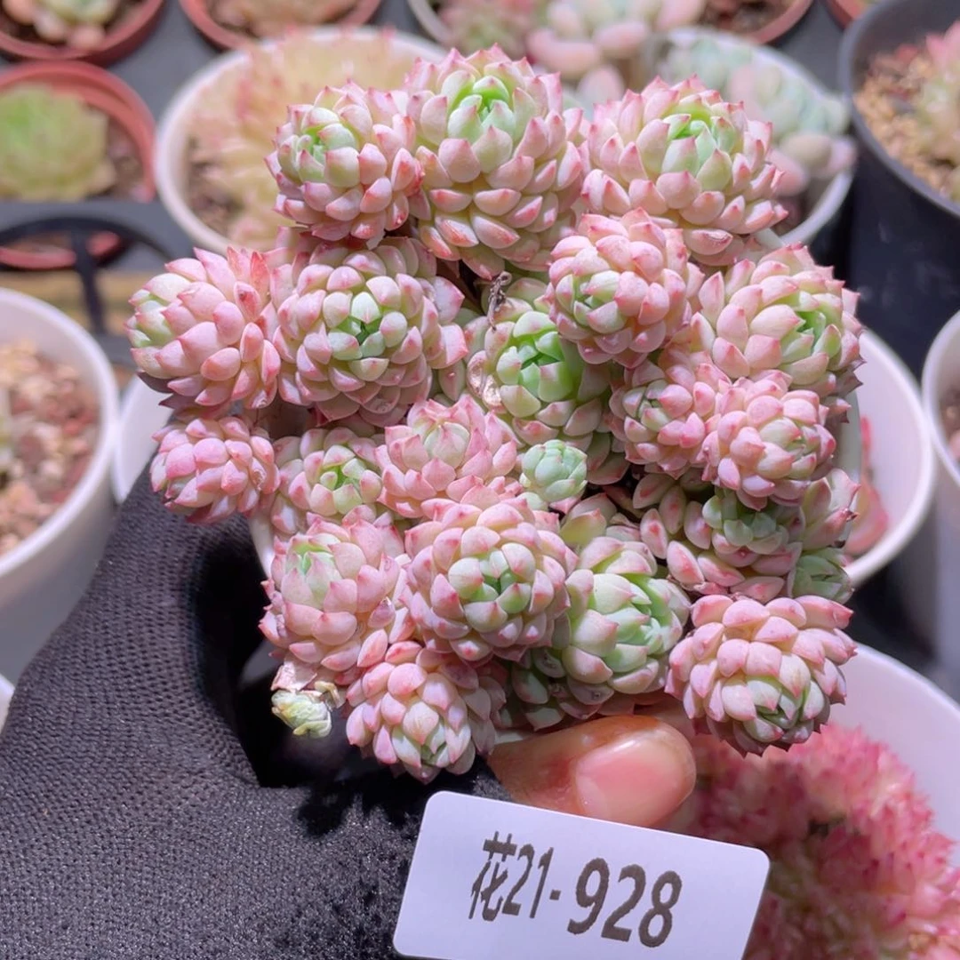 花利美21-928小粉莓