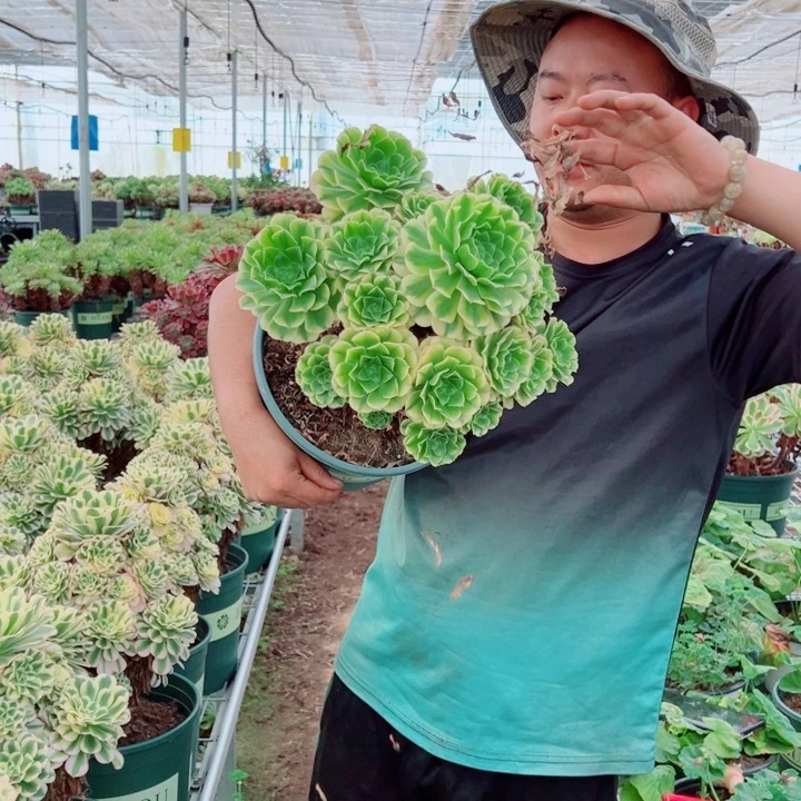大颗金丝翡翠多肉法师