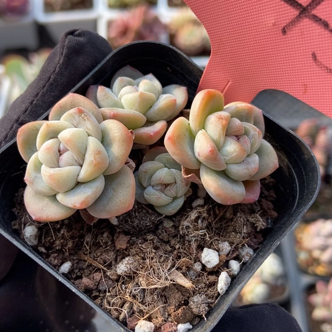 1445冰玉多肉植物保护