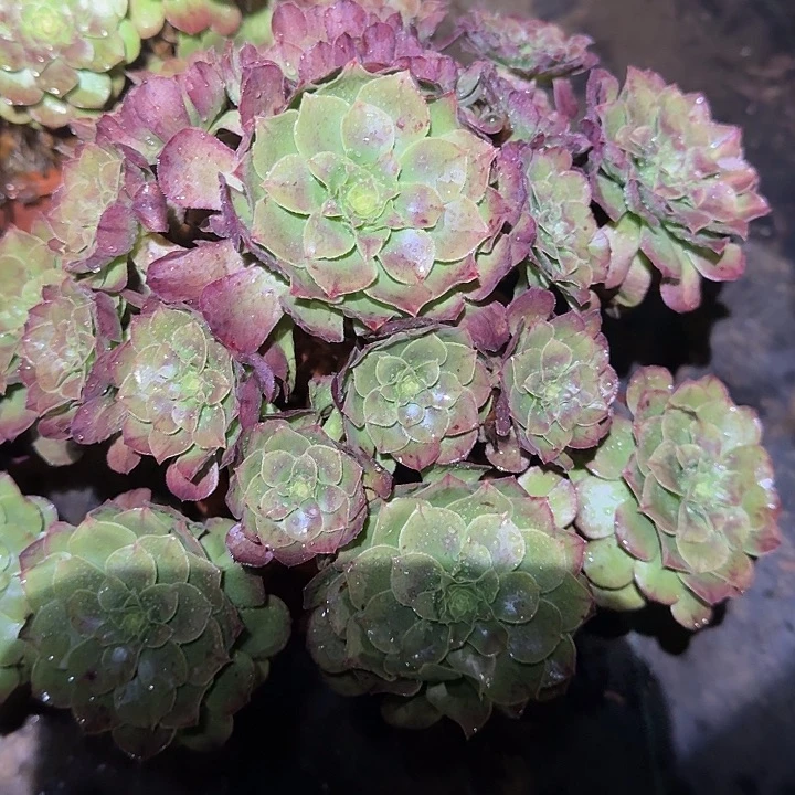精品红心万圣节亏本福利34辆多肉