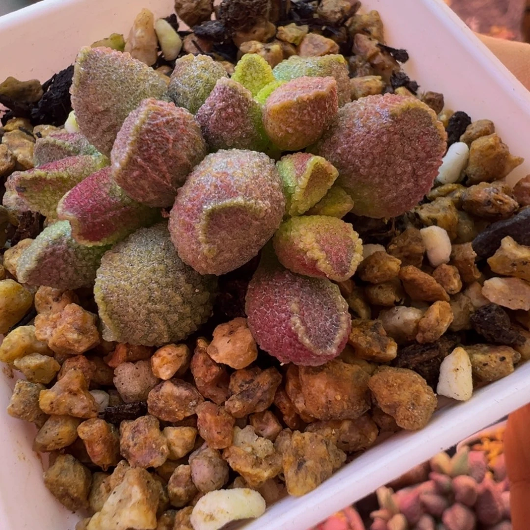 *****好的我知道了我知道