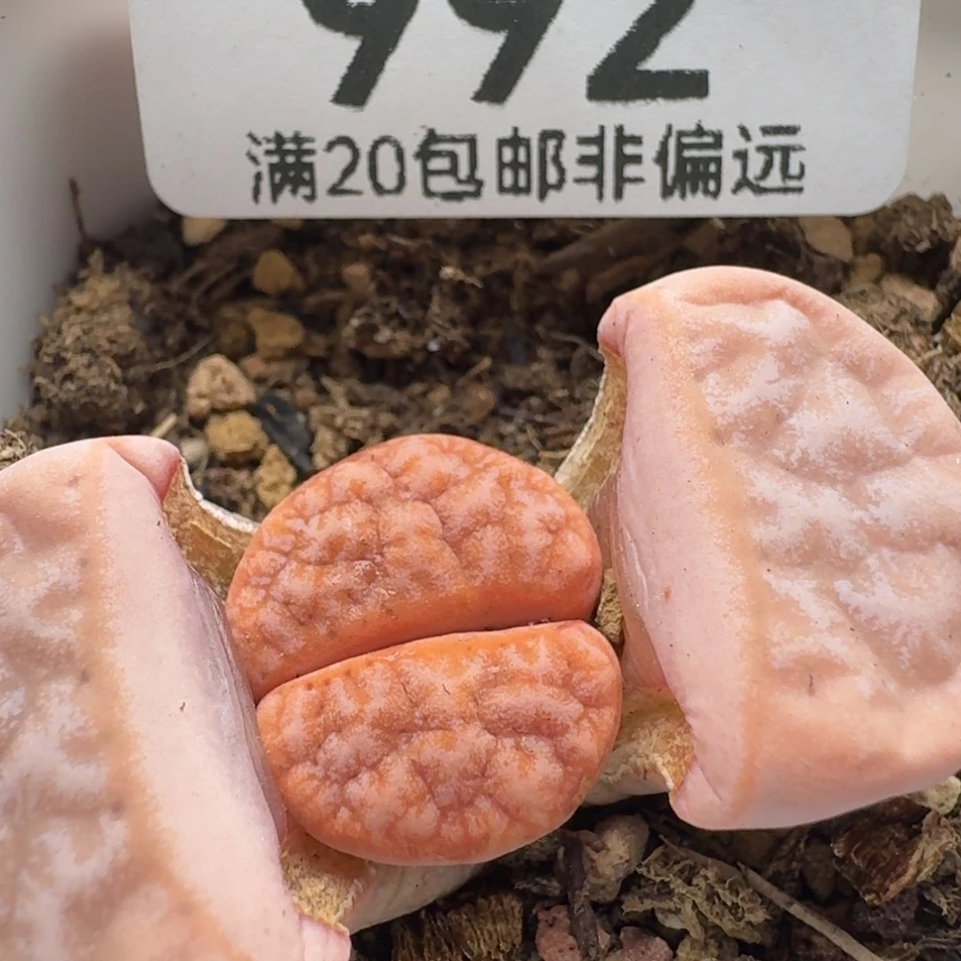 拿铁309A带盆土。
