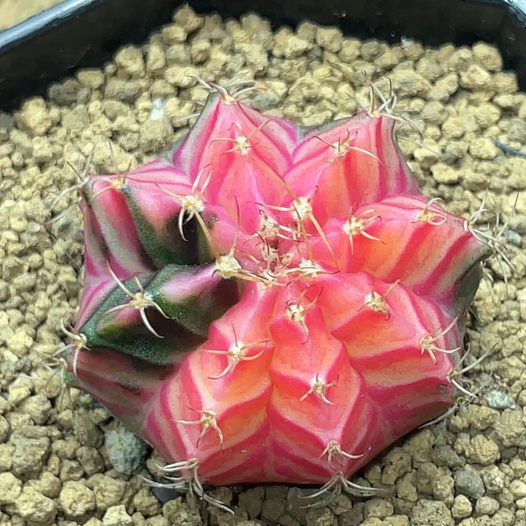 泰系实生，粉钻色系米哈锦