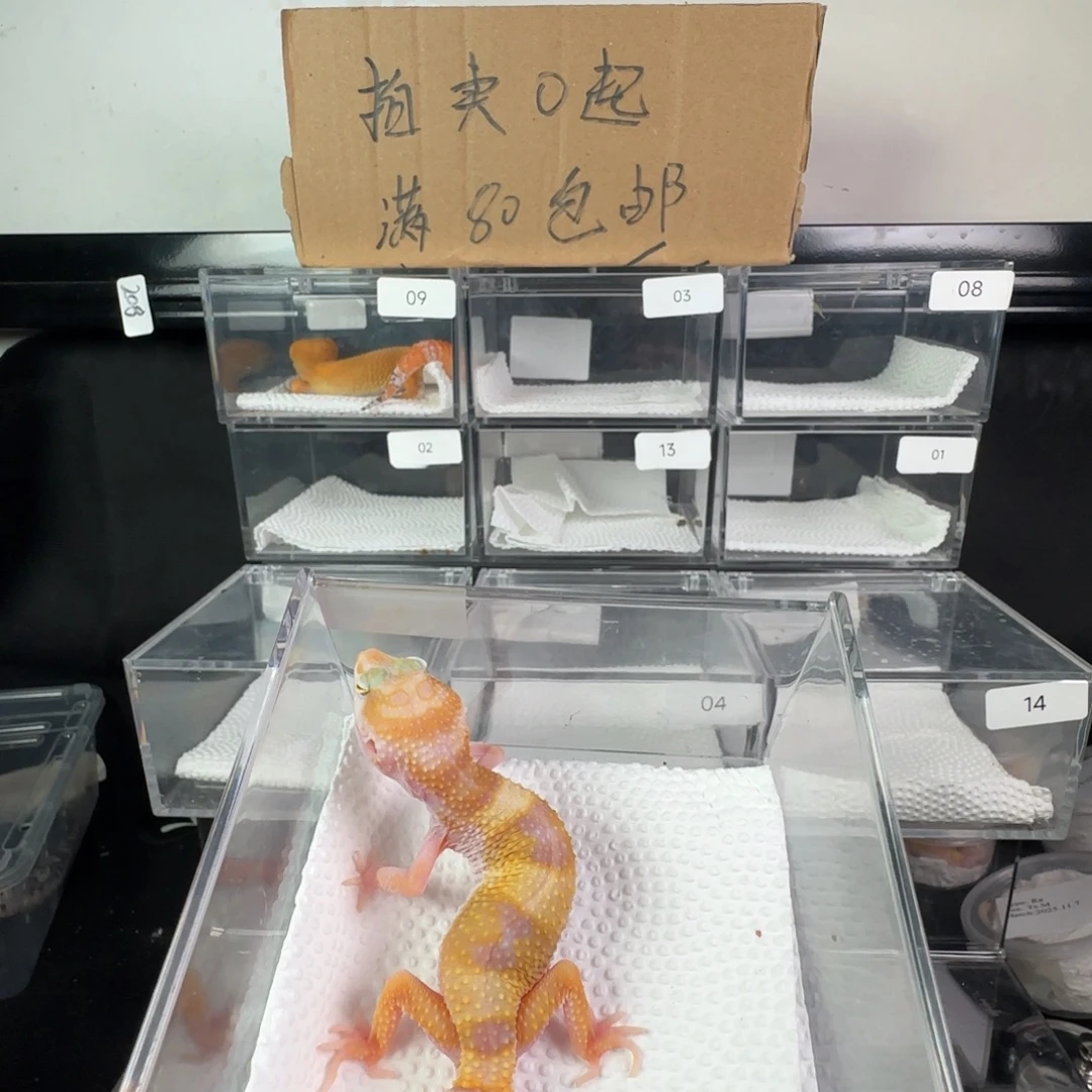 豹纹守宫白黄川普妹妹