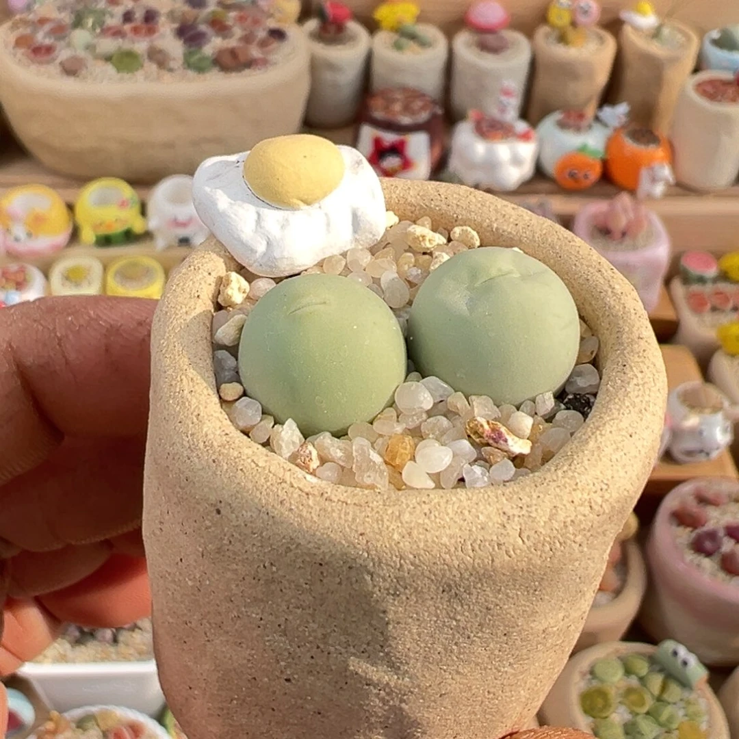 多肉植物2号鸽子蛋带盆