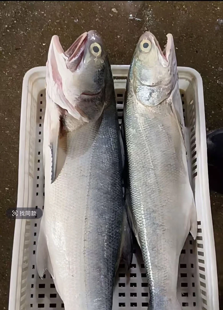 9斤大马友鱼 整条切片 博贺渔港直发 顺丰包邮 真空包装
