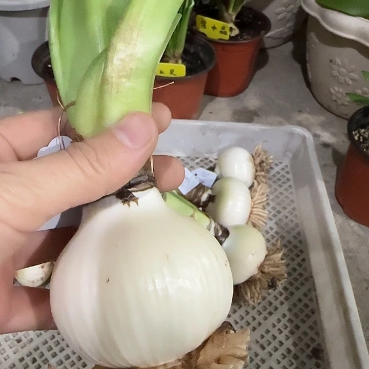 海潮6cm，裸球发货