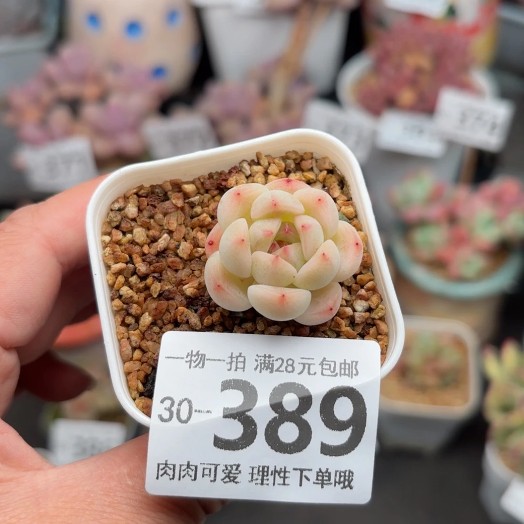 蜜桃糖心多肉多肉多