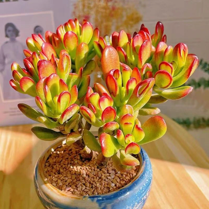 老桩吸财树  新人好看好养 居家绿植  办公室盆栽