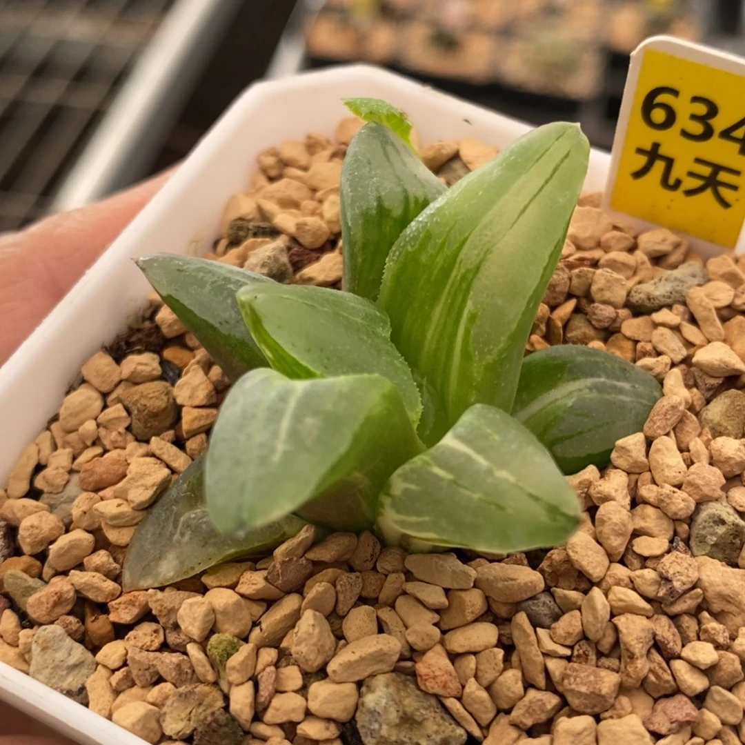 634号冰城锦多肉