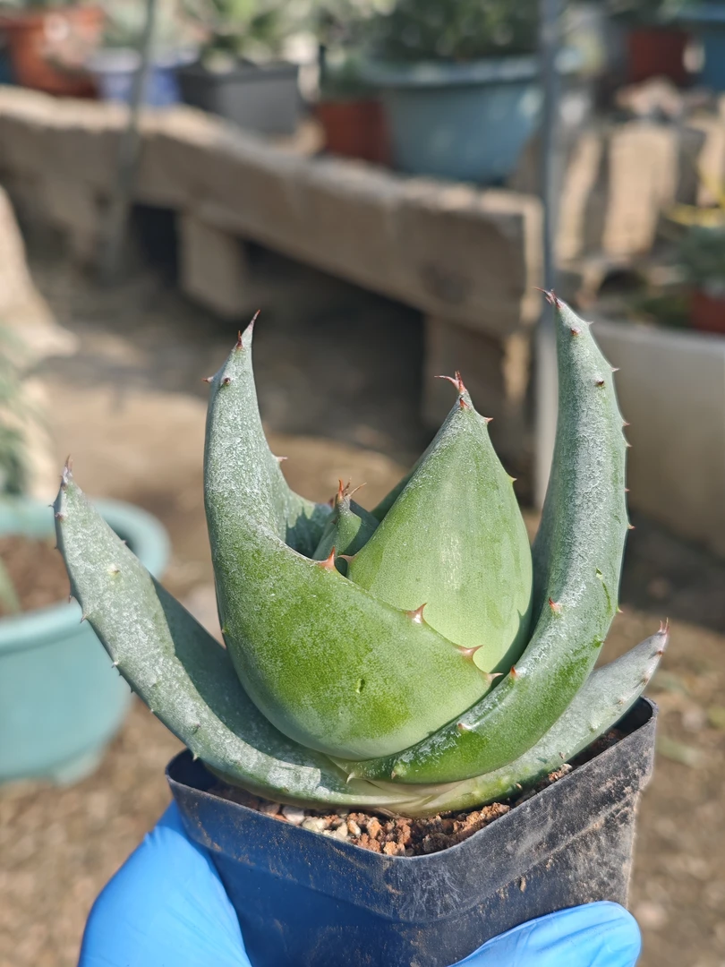 元宝芦荟可爱款小芦荟迷你款介意慎拍完美主义慎拍！不带盆土发货