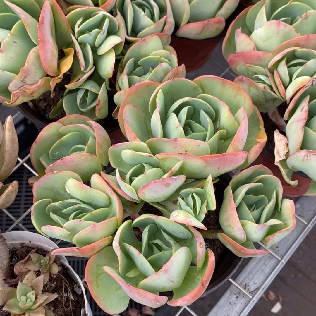 鸡蛋碧桃 多头群生