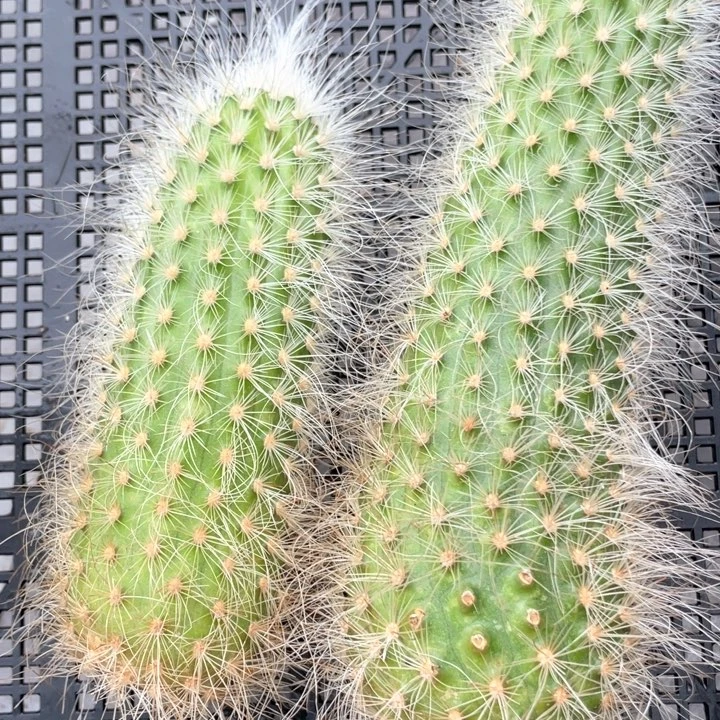 银胡虾一颗满18包邮侧芽