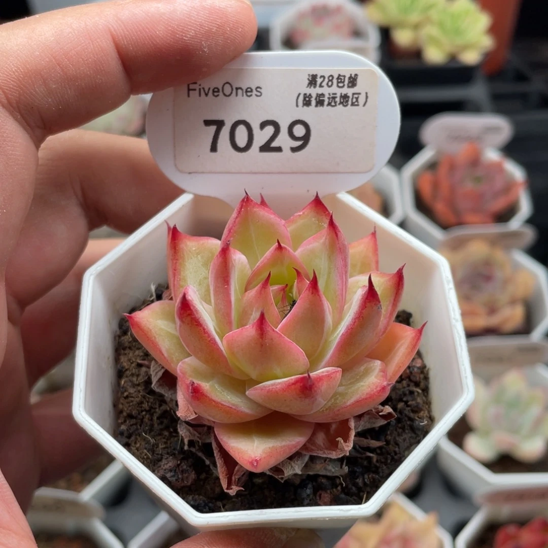 比翼鸟7029-5厘米