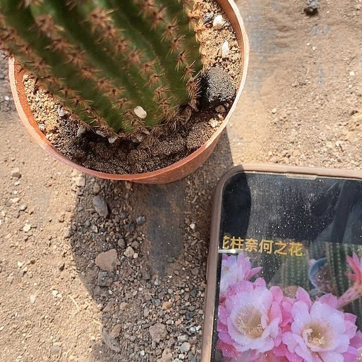 奈何毛花，高8公分左右