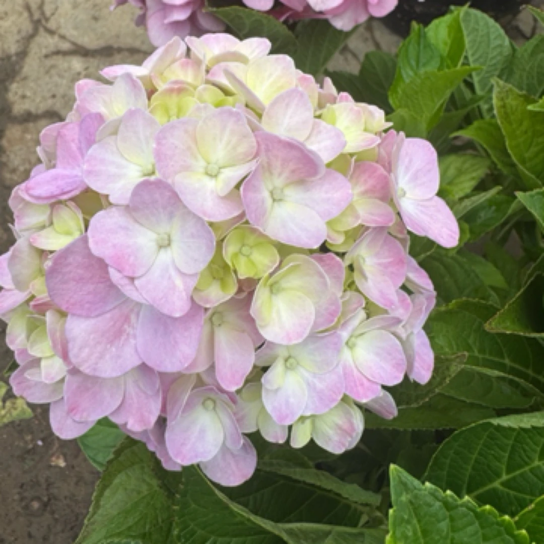 【无敌贝拉】绣球花盆栽苗带花苞超长花期